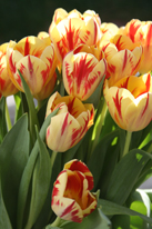 tulips